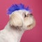 Close-up of Shih Tzu with blue mohawk