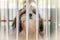Close up of A shih tzu dog sitting in the cage at the animal hospital/veterinary Clinic