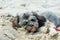 Close-up of shih tzu laying in a sand