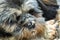 Close-up of shih tzu laying in a sand