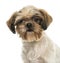 Close-up of a Shih tzu, looking at the camera, isolated