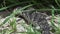 Close up from a shingleback lizard walking through the grass in Western Australia