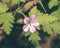 Close up of Shining Cranesbill D