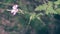 Close up of Shining Cranesbill E