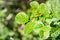 Close up of shiny Pacific Poison oak Toxicodendron diversilobum leaves, California