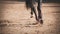 Close-up of the shod hooves of a black elegant horse with a long tail, which quickly runs at a gallop on a sandy arena