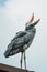 Close-up of a shoebill (Balaeniceps rex) which is a large long-legged wading bird