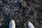 Close up of shoes on remains of burnt reeds background. River shore after the fire.