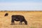 Close up shoot of Aberdeen Angus cow