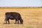 Close up shoot of Aberdeen Angus cow