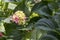 Close up shoot of Bigleaf hydrangea pink flower. Some of his flowers didn't bloom