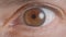 Close-up shoot of caucasian human brown eye shrinking the pupil watching anxiously into camera.