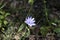 Close up shoot of chicory (cichorium intybus) herbaceous plant