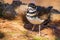 Close up shoot of cute Killdeer