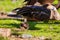 Close up shoot of cute Killdeer