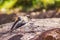 Close up shoot of cute Killdeer