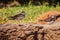 Close up shoot of cute Killdeer