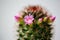 Close-up shoot of the green Mammillaria cactus with pink flowers. Barbed tenderness