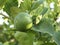 Close up shoot of lime on a lime tree