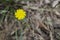 Close up shoot of mouseear hawkweed in yellow color. Blurred background