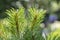 Close up shoot of needle-shaped leaves of scots pine tree
