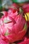 Close Up shoot of Pitahaya fruit