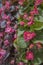 Close up shoot of Wax Begonia plant.