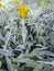 Close up shoot of yellow treasure flower.Yellow treasure flower background. Field of yellow flowers, Gazania ringens. Gardening