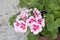 Close-up shoot of zonal geranium red white plant