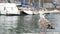 Close-up shooting of Bay and moorage along which a large white seagull is walking. Beautiful big white seagull on a