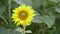 Close up shooting of single sunflower waving with the wind. Bright yellow blossom. Outdoors, summer day