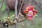 Close up Shorea robusta  flower.Cannonball tree blooming in nature background.