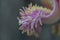 Close up Shorea robusta  flower.Cannonball tree blooming in nature background.