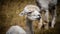 Close-up of a shorn white llama