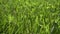 Close-up of short clipped green grass in a clearing. Green lawn and meadow
