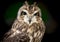 Close up of short eared owl.