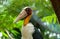 Close up shot of Adjutant Stork with large Beak.