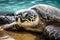 Close up shot of adorable Hawaiian Green Sea turtle in the beach shore.