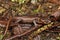 Close-up shot of an adult, male, brown, terrestrial Northwestern Salamander, Ambystoma gracile.