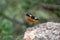 Close-up shot of Adult male Moussier`s Redstart Phoenicurus moussieri