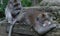 Close-up shot of adult Money grooms another adult monkey in Monkey Sanctuary