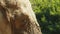 Close up shot of an african elephant