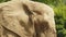 Close up shot of an african elephant