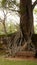 Close up shot of an aged tree with majestic roots