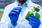 Close up shot of agro scientist hand checking lab grown hybrid capsicum at greenhouse - concept of biotechnology