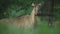 Close up shot of alert female nilgai or blue bull or Boselaphus tragocamelus a Largest Asian antelope giving alarm calls in