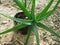 Close up shot of aloe vera plant growing at the backyard. Lighting nature background.