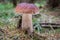 Close-up shot of amazing boletus edulis mushroom