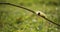 Close up Shot of the American Cottonwood Dagger Moth Caterpillar.