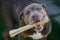 Close-up shot of an American Pit Bull Terrier holding a bone